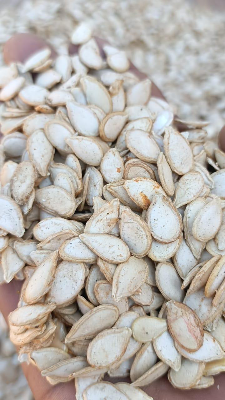 Pumpkin Seeds