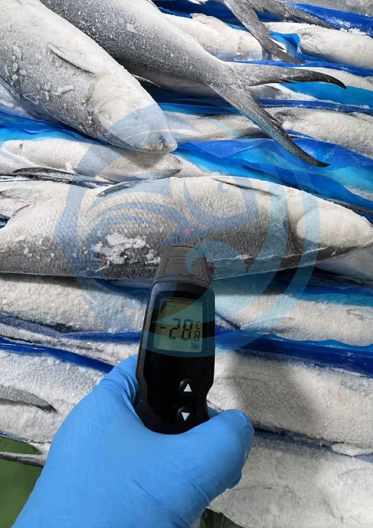 FROZEN MILK FISH - HIGH QUALITY Freshness Level Frozen
