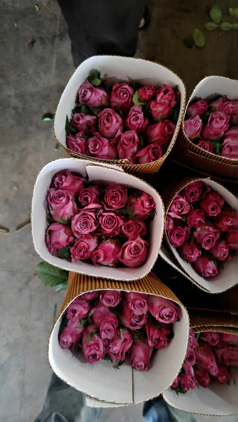 Rose Product 1