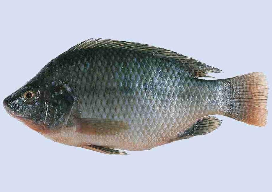 Best Price Frozen Seafood Wholesale frozen tilapia fish Form good Grade good Packaging