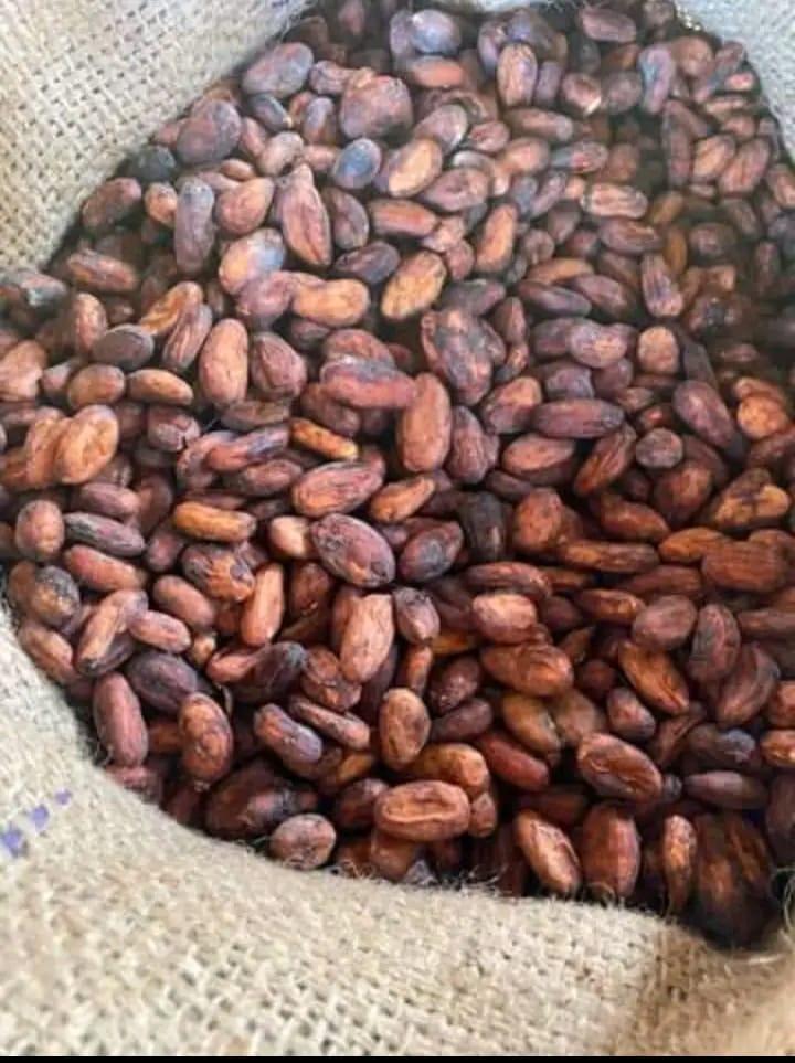 Cocoa Bean Supplies