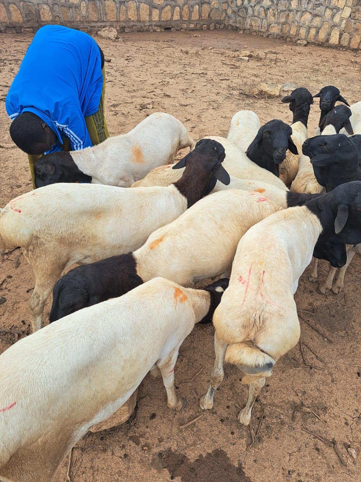 Live Somali Sjeep / Berbera export sheep