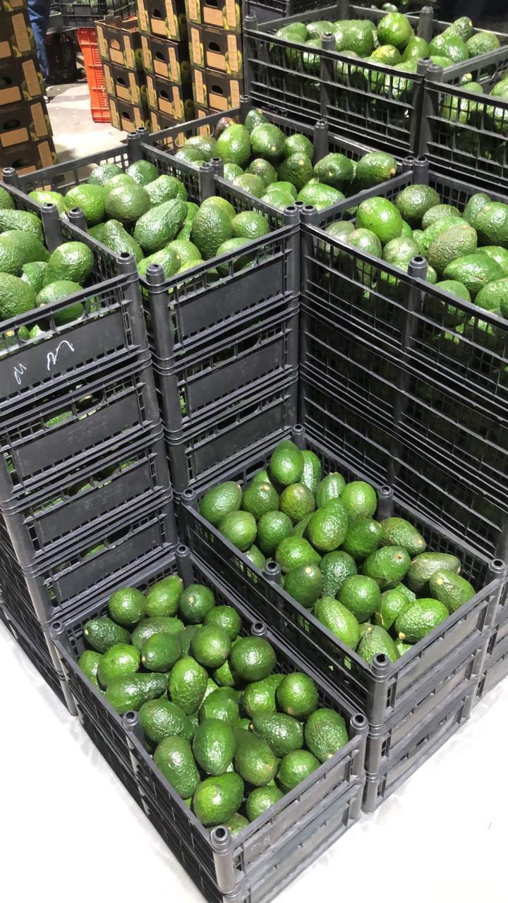 Fresh Avocado 1