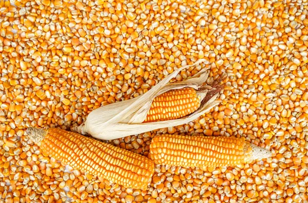 Yellow maize Features Organic Packaging Size > 10 kg to 25 kg, > 25 kg