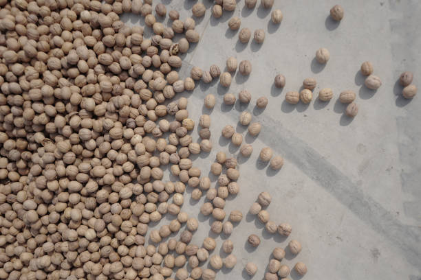 Top 10 Nut Suppliers in Kenya in Year 2025: Navigating a Rapidly Changing Market