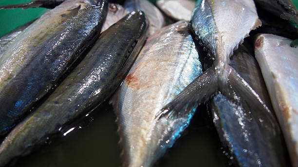 Top 6 Fish Suppliers in South Africa in July 2025: Navigating a Rapidly Changing Market