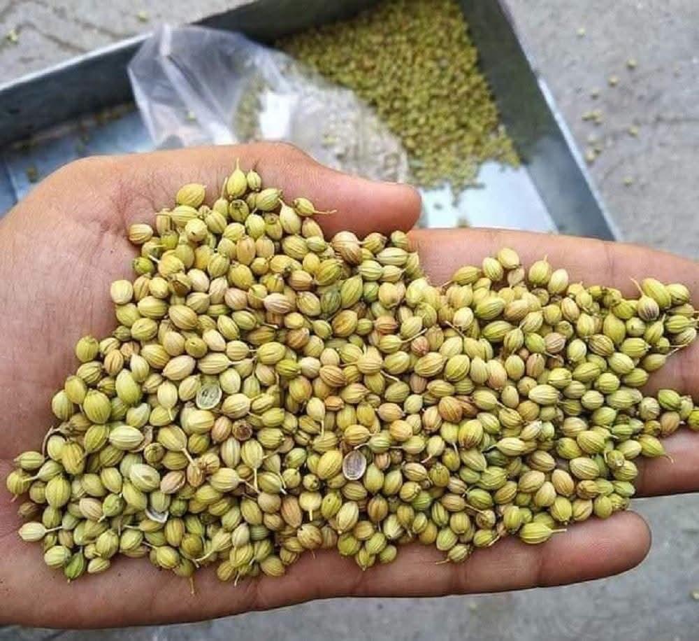 Coriander Seeds