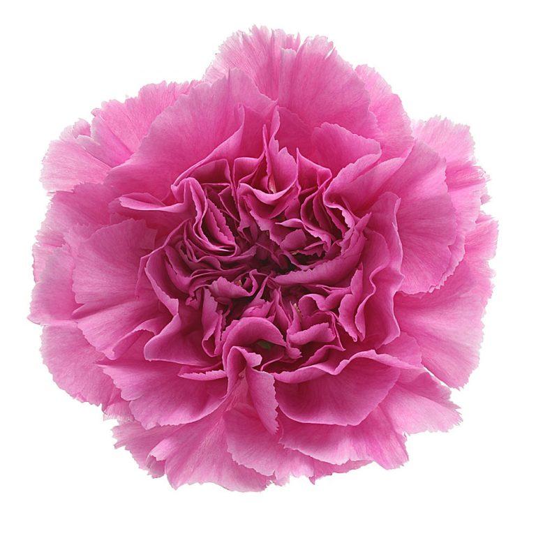 Fresh Cut Carnation Flowers