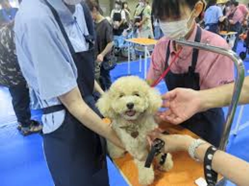 Pet Expo Nagoya Spotlight: B2B Essentials - 2