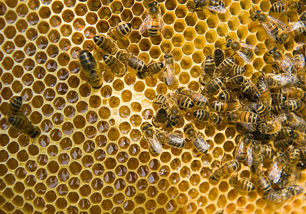 Top 7 Bees By Product Wax Suppliers in Thailand in Year 2025