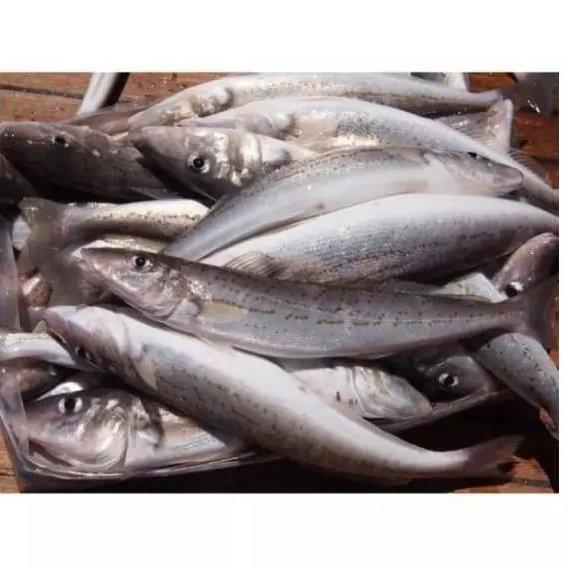 Manufacturer hot sale new product frozen hake fish fillet hake.