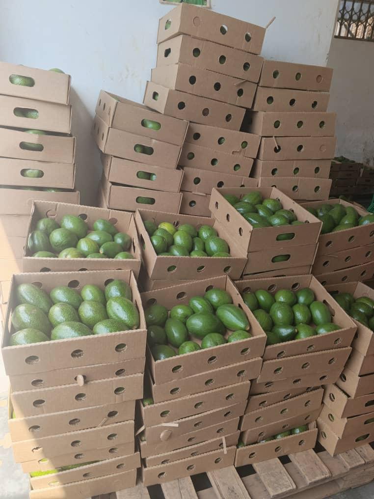 Fresh Ugandan Avocados