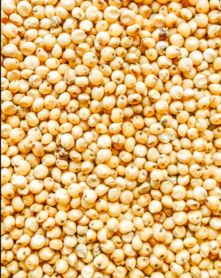 Sorghum Grain