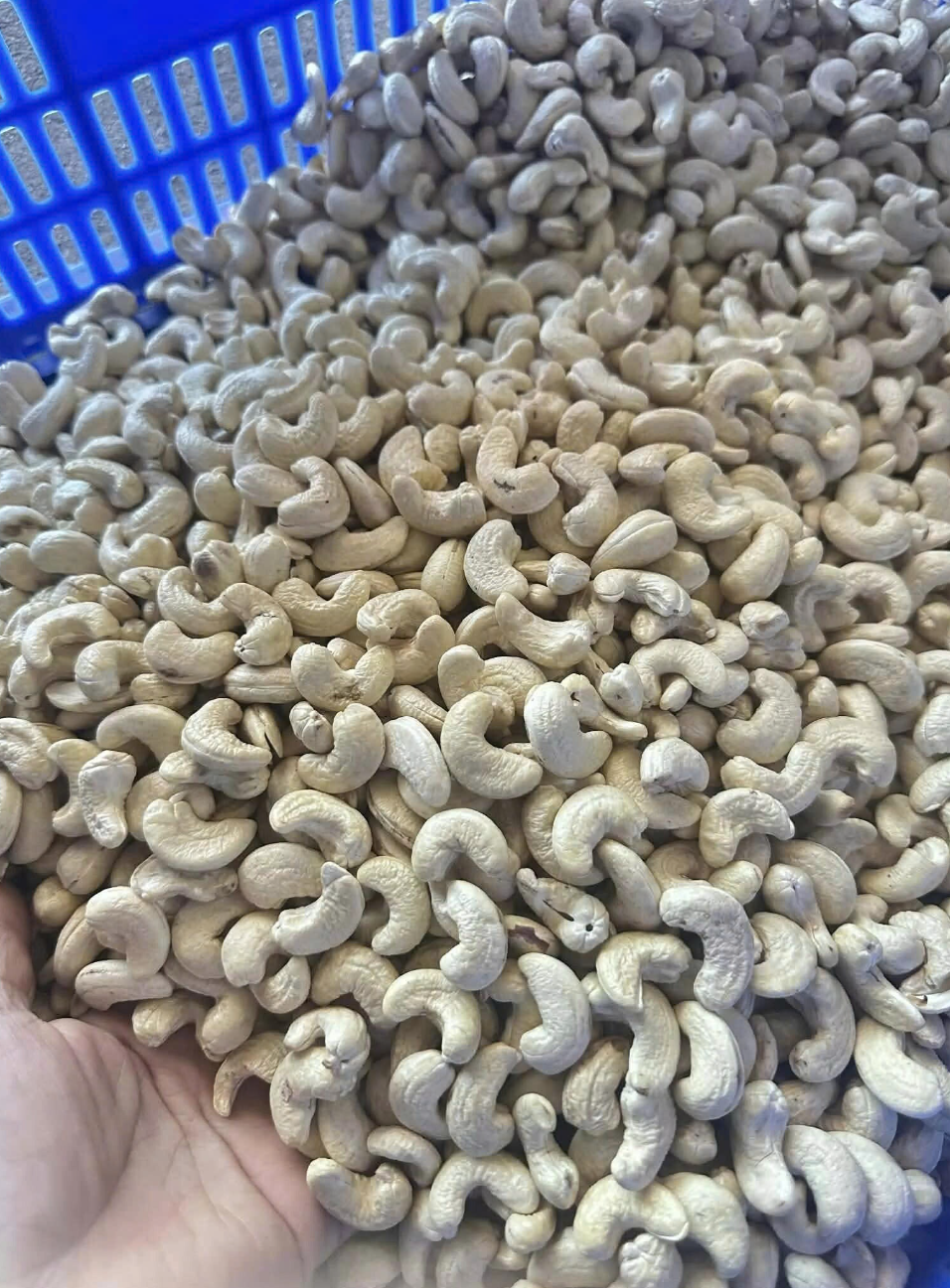 Cashews nuts