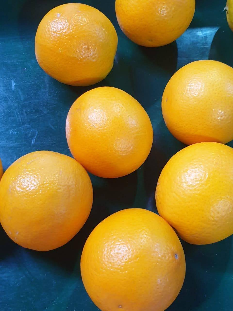 Navel and Valencia Oranges