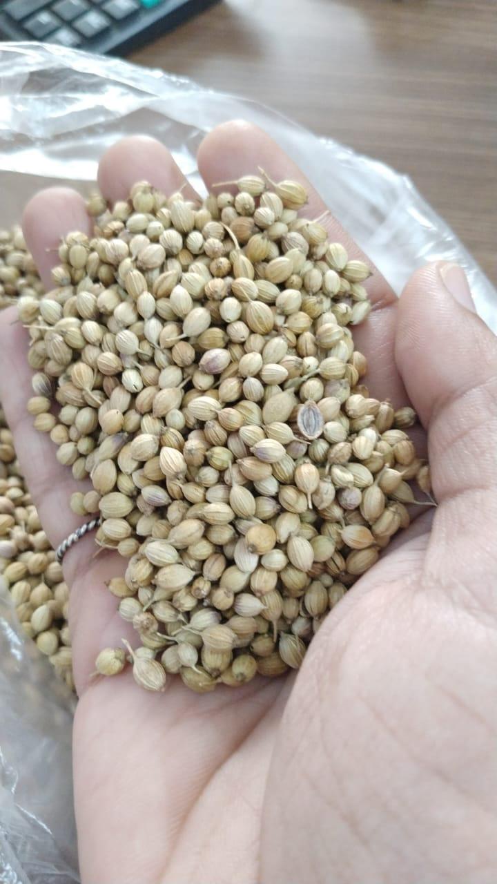 Coriander Seeds Image 2