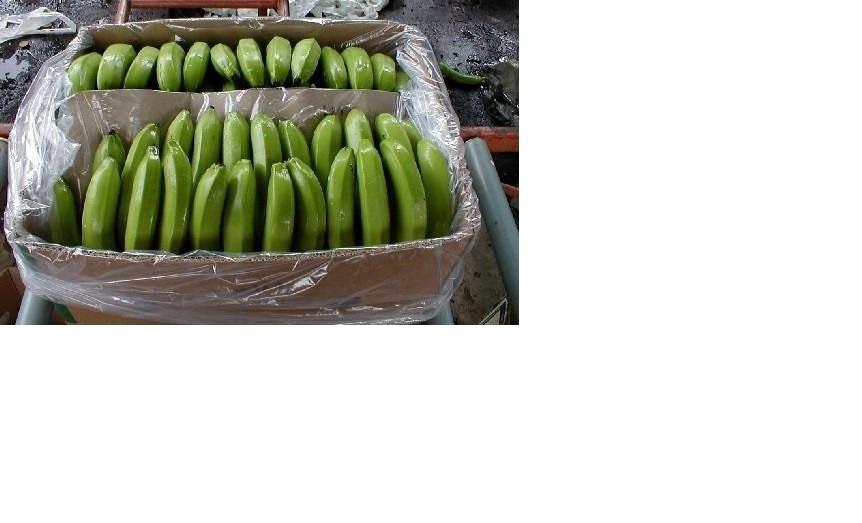 cavendish banana