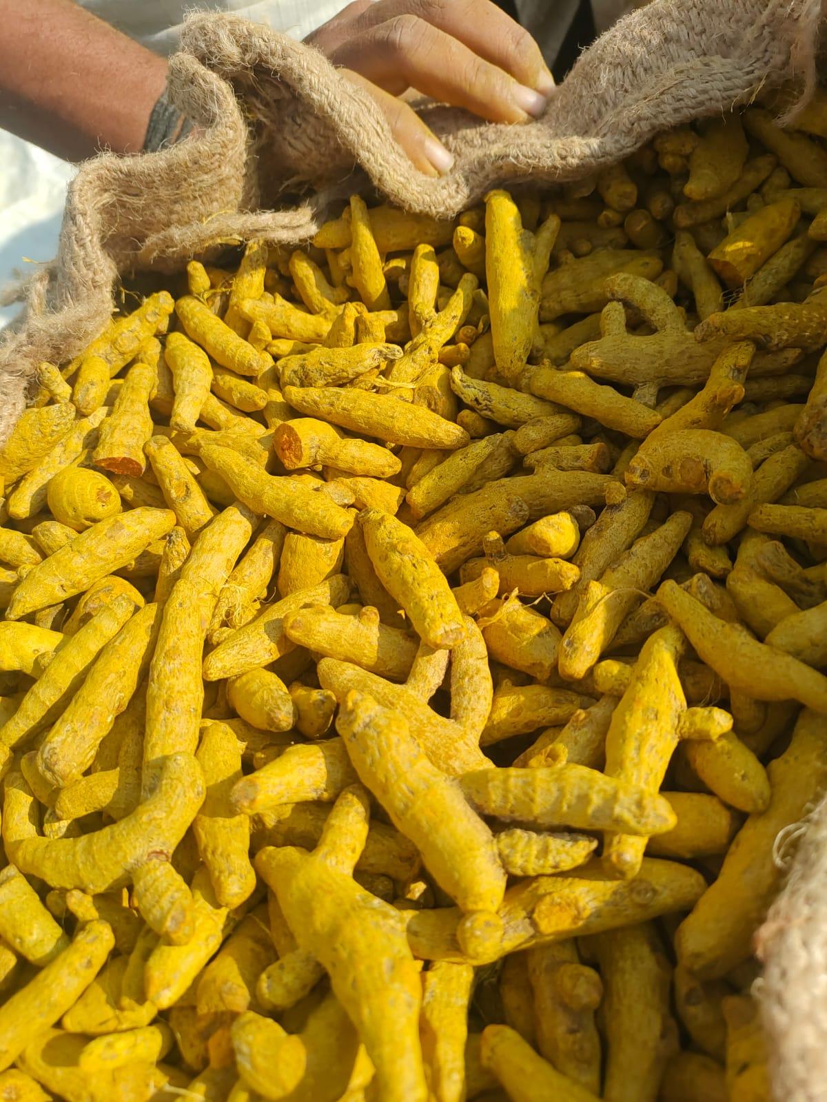 Turmeric Finger Hs Code 091030 Quality A Grade Family Zingiberaceae Shelf Life 18 Months Packaging 50 KGS Jute Bag Type Polished / Unpolished