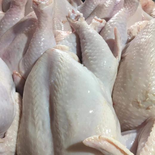 Frozen Chicken Degree of Processing Boiled, Cured, Marinated, Other, Smoked, Unprocessed Cut Back, Belly, Breast, Cutlet, Drumstick, Fillet, Ground Meat, Other, Shoulder