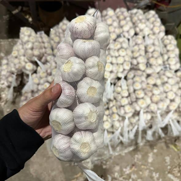 Fresh Garlic Wholesale Organic Fresh Garlic Price in China 5.5cm - --500g Pack White Garlic