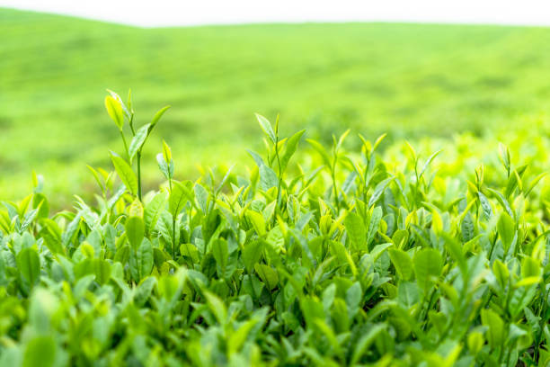 Top 6 Tea Suppliers in Switzerland in Quarter 3 of 2025