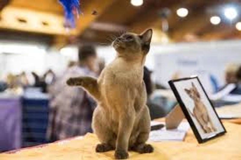 PET EKSPO Revealed: B2B Opportunity - 3