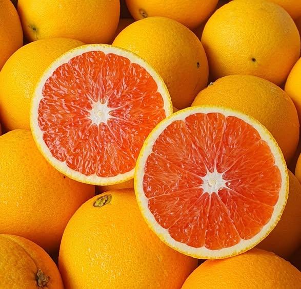 Quality Cara Cara Valencia and Navel Oranges