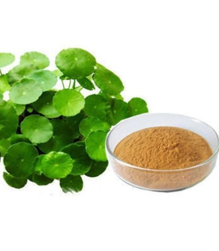 Top 7 Herbs suppliers in India — 7 Capabilities Reviewed - 9