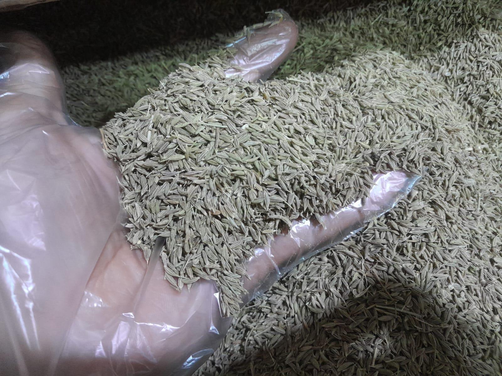 Egyptian cumin seeds _ crop2026
