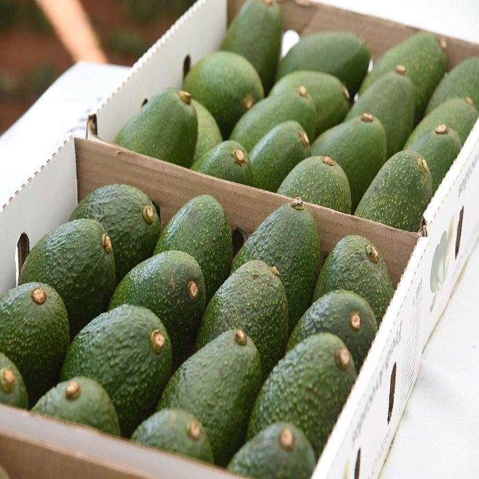 Avocado Hass Fresh Avocado from Green Tropical Style Color Weight Origin Wholesale Fresh Premium Avocado