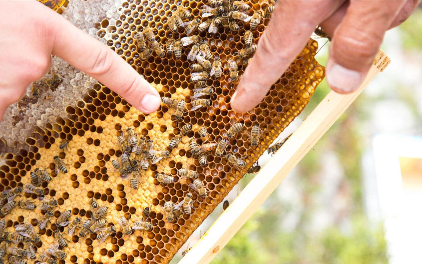 Honey from Honey Bees THYME Color Amber Purity High Water Content Low Aroma Strong, Rich Nutritional Value High Source Wild Thyme And Herbs On Rocky Slopes