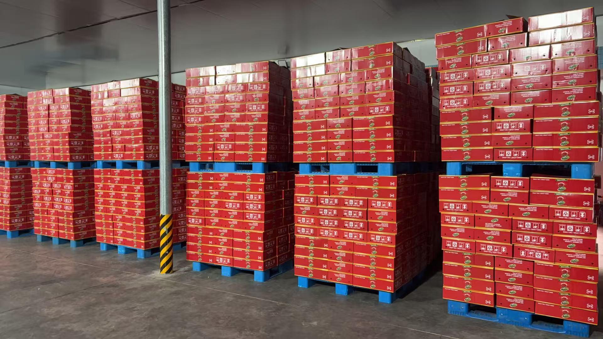 Tomato Paste Can