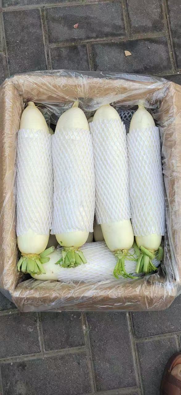 White Radish 1