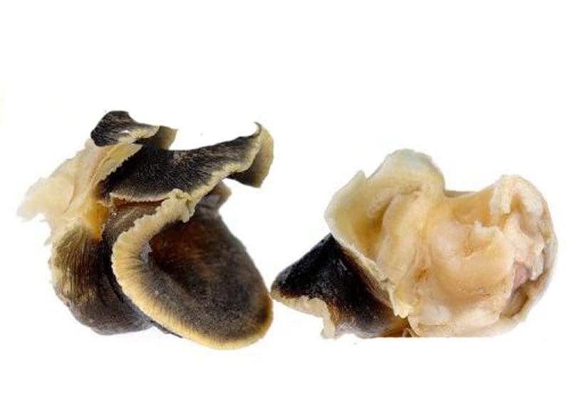 Fresh Conch seafood / abalone