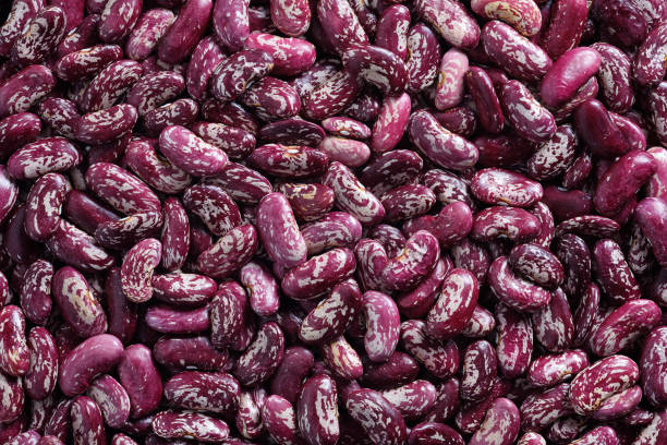 Top 5 Bean Suppliers in United Arab Emirates in Quarter 3 of 2025