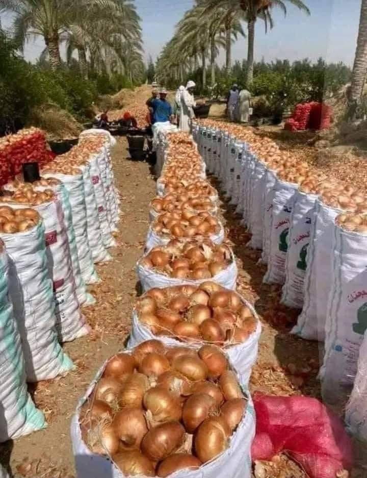 Onions