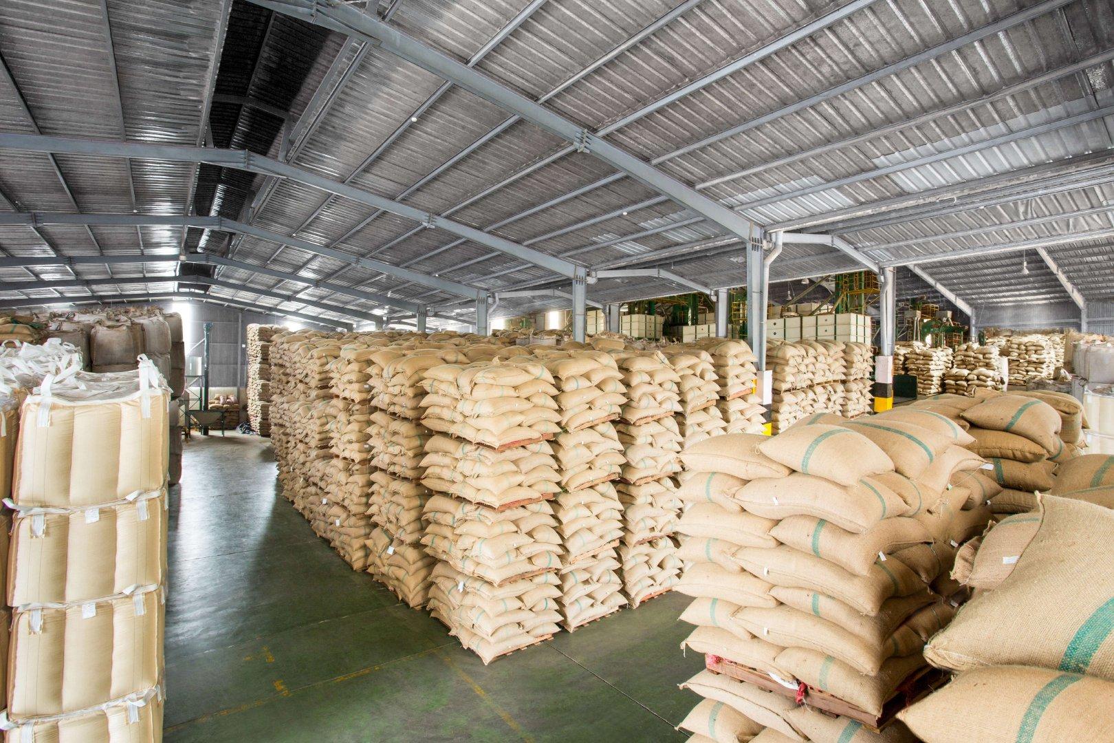 Java Blue Mountain Robusta