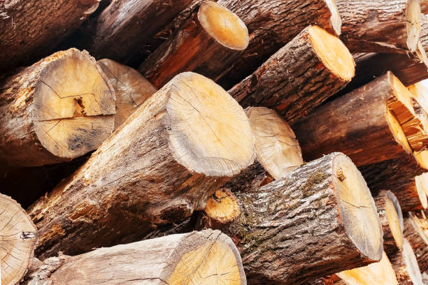 Top 3 Wood Suppliers in Turkey in June 2025 – Urgent Market Update You Need to Know