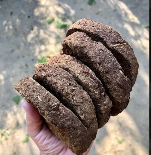 Cow Dung Manure and Cakes