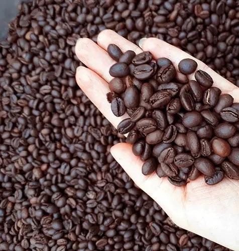 Hot Selling Premium Quality Robusta Arabica Coffee Beans Organic Direct Wholesale Green Roasted Blended Colored Dried Style Bulk