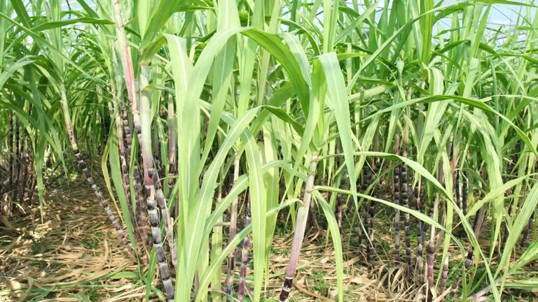 Top 6 Sugarcane Suppliers in Netherlands in Quarter 3 of 2025