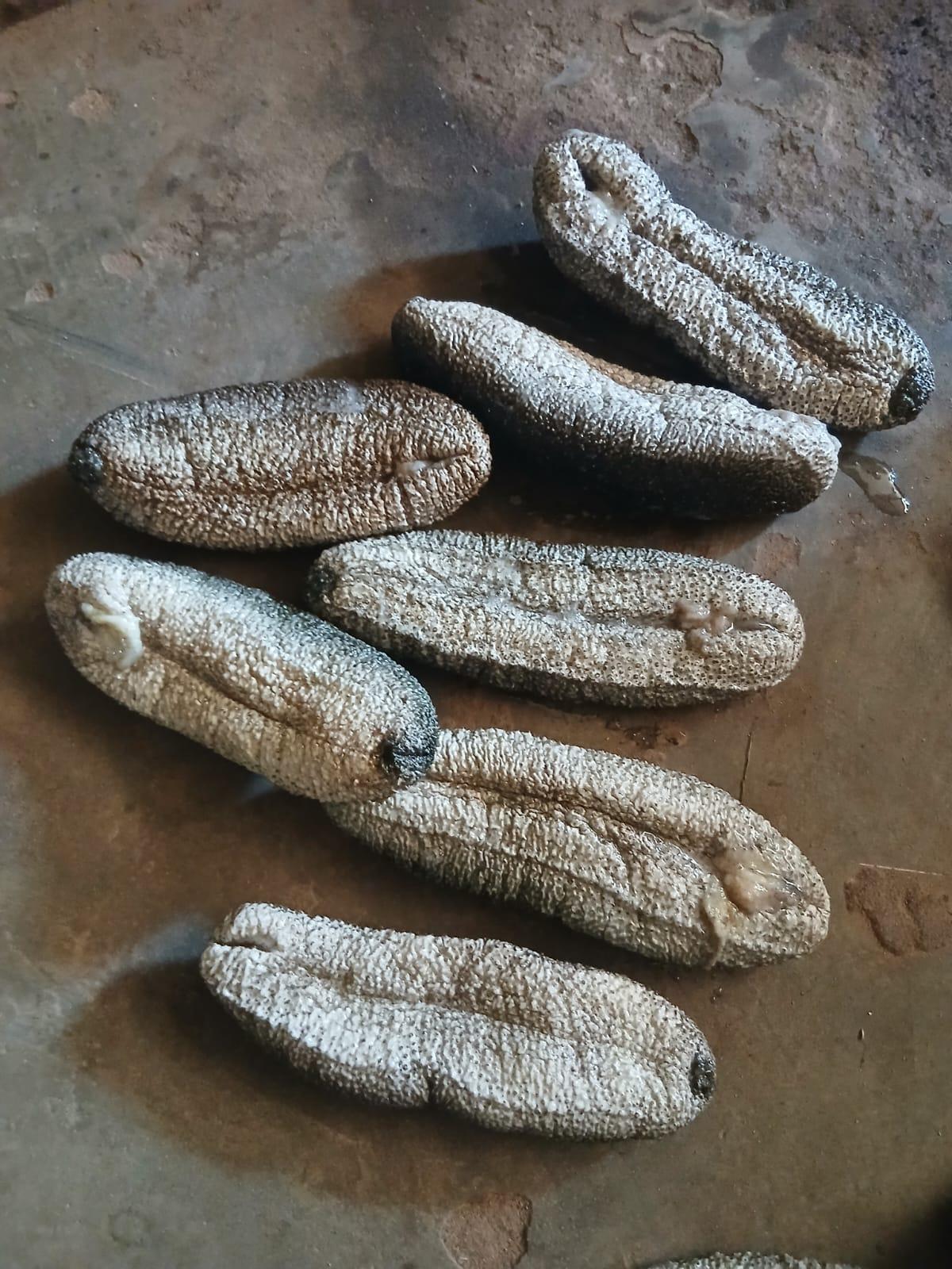 Sea Cucumber