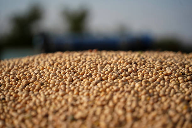 Top 4 Soybean Suppliers in Thailand in Week 18 of 2025: Market Disruption, Trade Shifts, and What Buyers Need to Know
