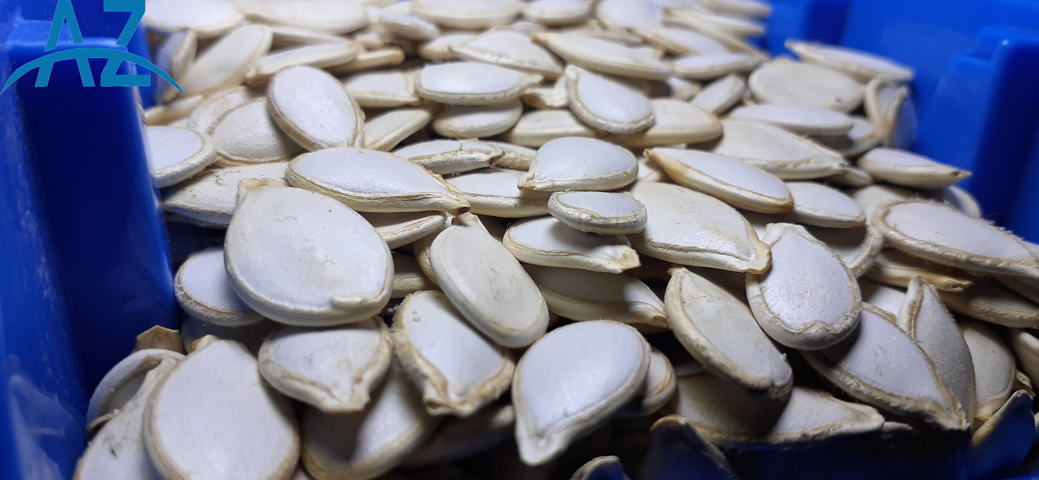 Pumpkin Seed