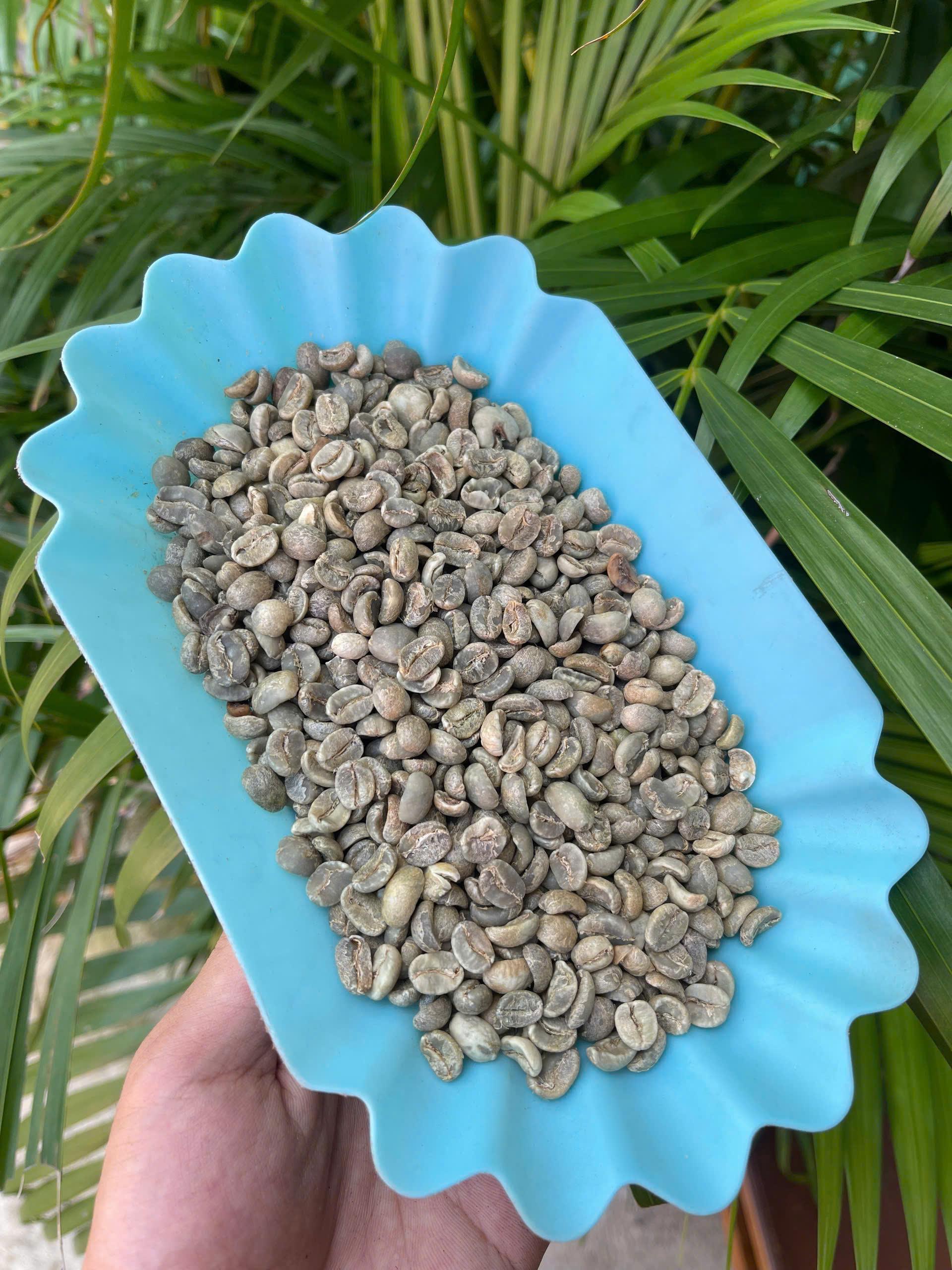 VIETNAM ROBUSTA GREEN COFEFEE BEANS GRADE AA