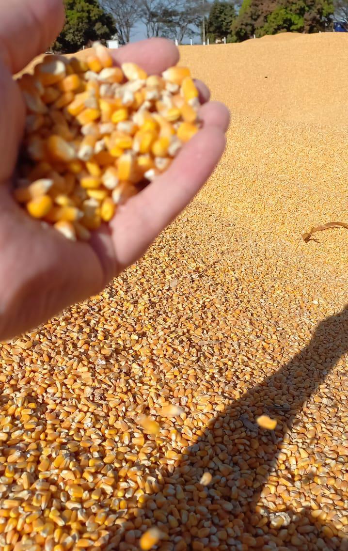 Discover the Top 5 Corn Suppliers in South Africa - 5