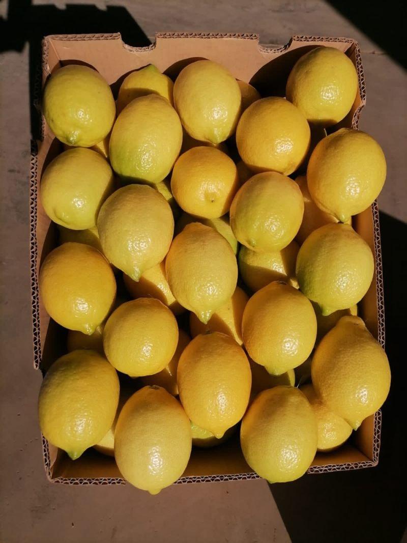 Premium South African Seedless Lemons available for export! Premium packing Class 1 Quality