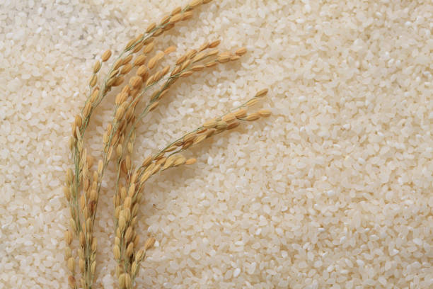 Top 8 Non Basmati Rice Suppliers in Brazil in August 2025