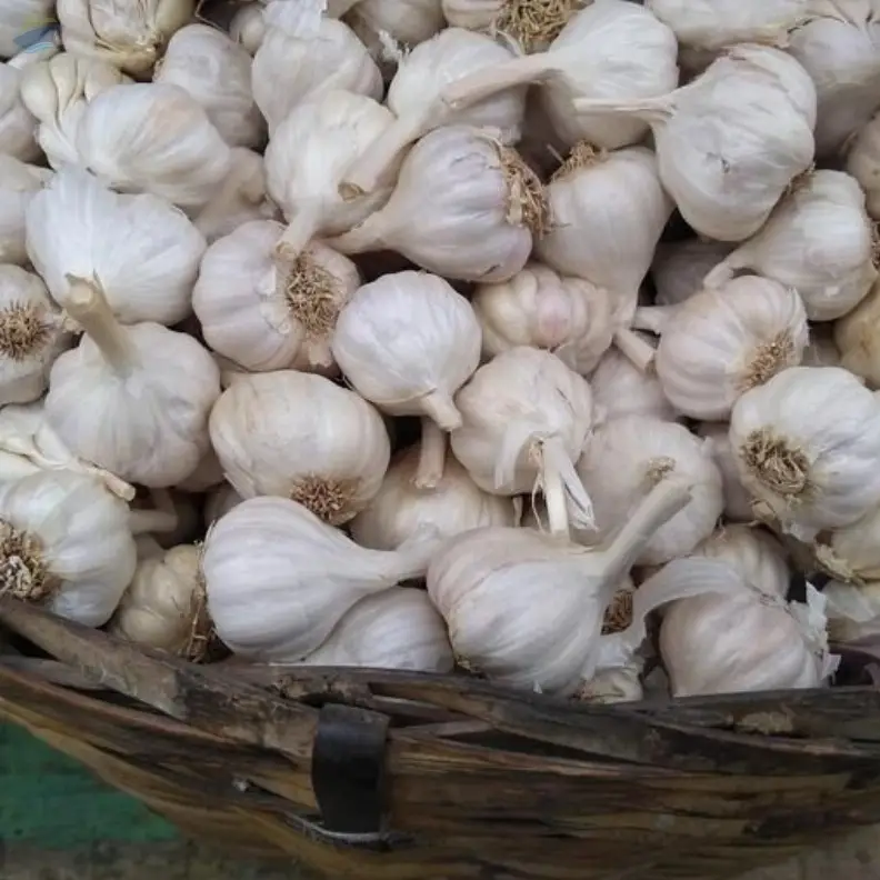 Fresh Organic White Garlic Available