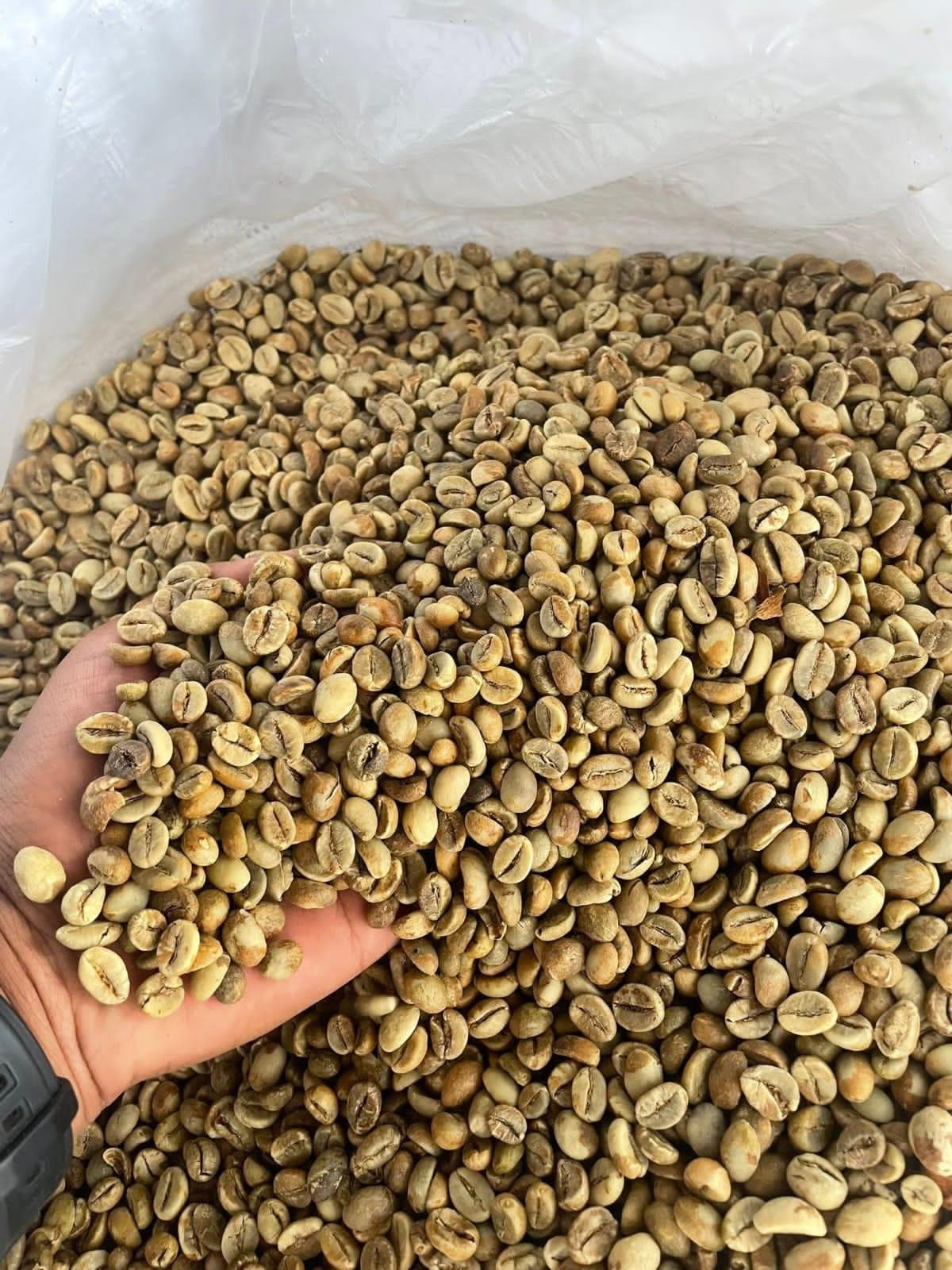 Robusta Coffee